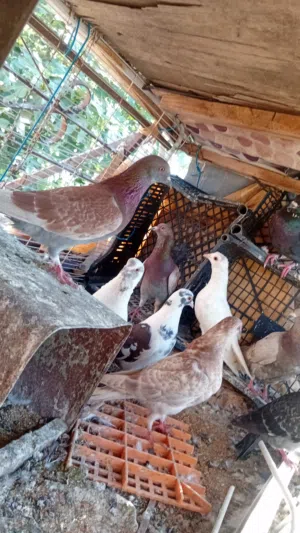 موجود حمام بلدي للبيع او للبدل