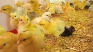 صيصان هجين فرنسي مميز