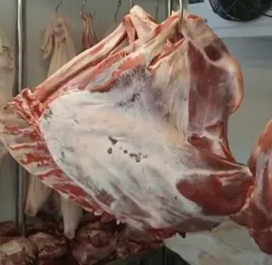 متوفر لحم قعدان الباقي نص قعود