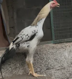 ديك باكستاني