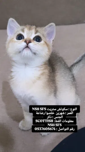قطط سكوتش قولد NY25