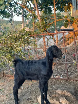 ‏غنم‏1