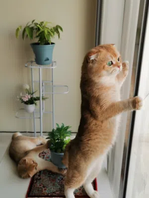 للتزاوج – ذكر بيور سكوتش فولد جولدن شانشيلا نادر (NY12) في عجمان  For Mating  pure Scottish Fold