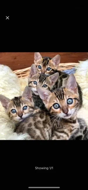 Bengal kittens