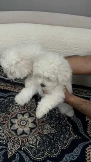 ذكر وانثى مالتيز