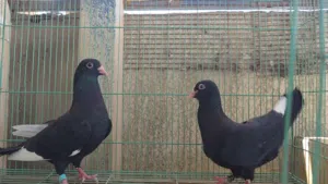 السلام عليكم للبيع زوج شوامل نثيه جبيره ولفحل توه كاعد يصفي