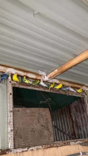 للبيع مجموعة ازواج هند منتجه