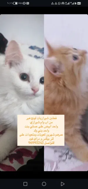 قطتان من ام واب شيرازي لونج هير لعوبات 55ريال Two cats from Mother and Father Shirazi Long Hair for