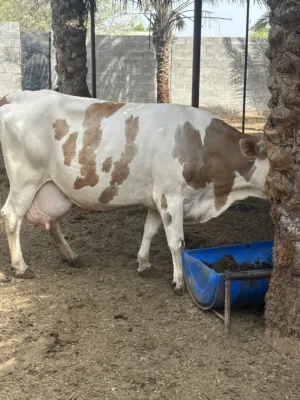 بقرة نمساوية للبيع تبارك الرحمن هداوة وحليب وفير جداً ودهن