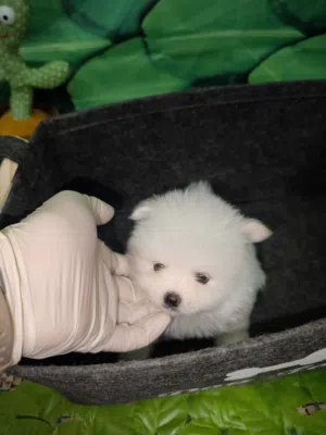 mini size pomeranian