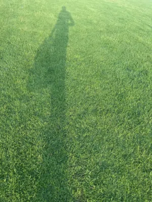 مسحطات الاخضر