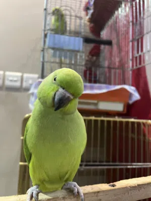 متوو للبيع اليف