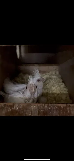 للبيع كوكتيل فروخ اللبينو