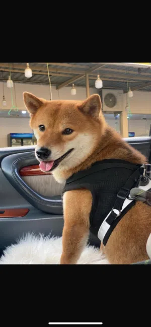 1 year old purebred Shiba Inu Dog