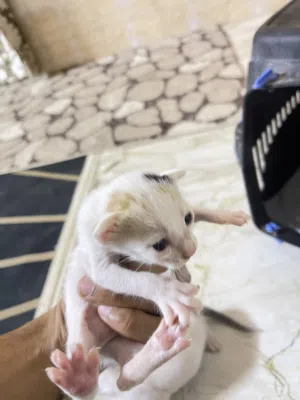 قط منزلي  مختطله