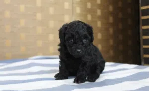 Toy poodle