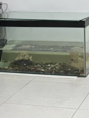 Fish tank with gravels and live fishes