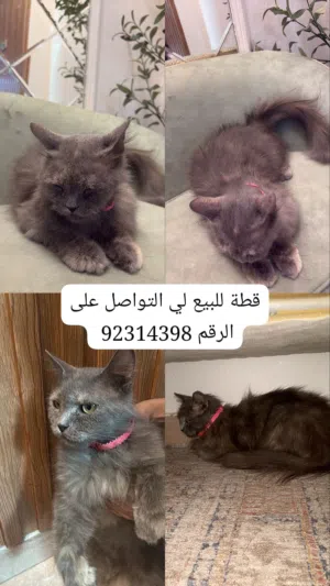 : نوعها نيبيلونغ