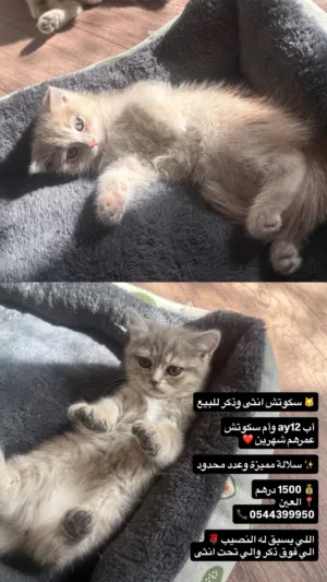 قطط سكوتش ....