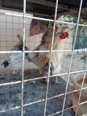 ‏دجاج‏1