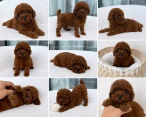 korean toy poodle T_cup