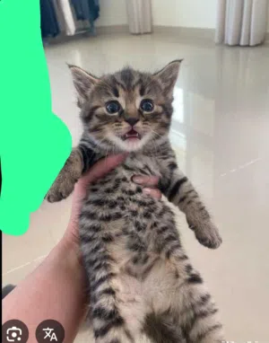 قطط صغيره من 1.5 الى 2 شهر