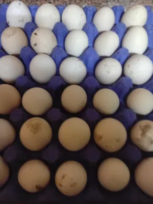 يوجد لدينا بيض دجاج مخصب