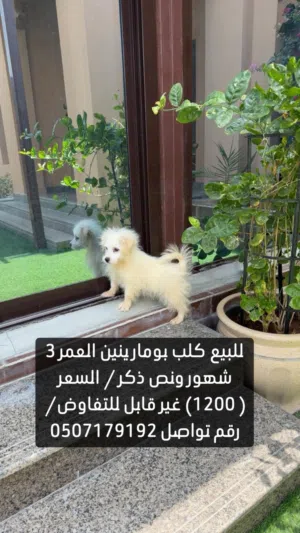1200 درهم لا غير