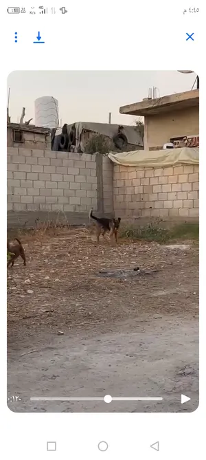 ‏جيرمن‏0