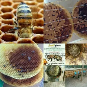 Honey1
