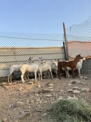 البيع اغنام صلالة ماشاءالله حلال جوده ويتوم 4 روس ع ولده ولدتين و5روس ماولدات