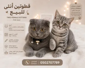قطط للبيع قابل للتفاوض