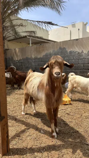 تيس محلي هديد حار جدا للبيع