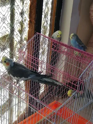 ‏طيور‏2
