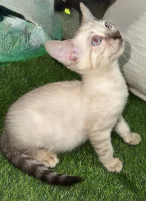 Purebred Bengal Snow lynx