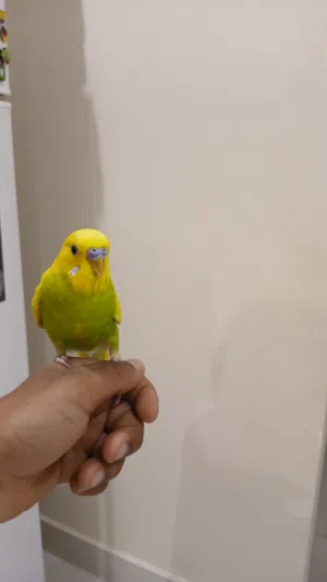 السلام عليكم  طير حب  لونة حلو