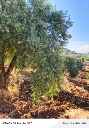 Farm Land for Sale in Ajloun Sakhra