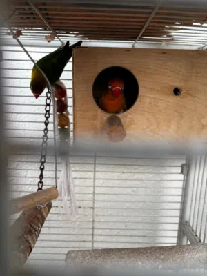Fischer birds for sale with Cage