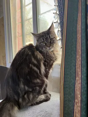 Maine Coon Cats.