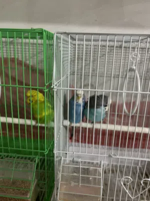 طيور هند ( 3 ) للبيع 3 birds