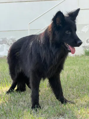 German Shepherd Long Coat (Solid Black)