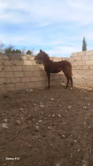 ‏خيل‏2