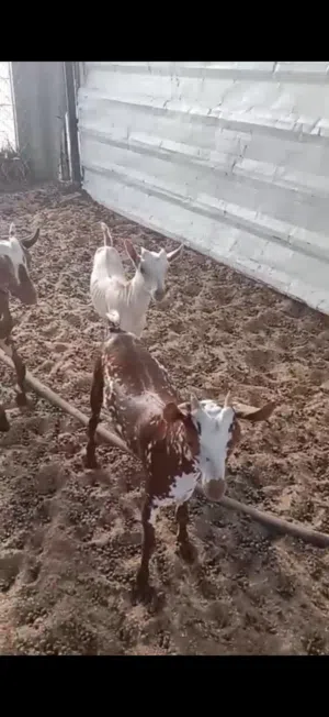 ذبايح تيوس سمان طيبات
