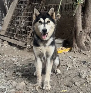 Husky1