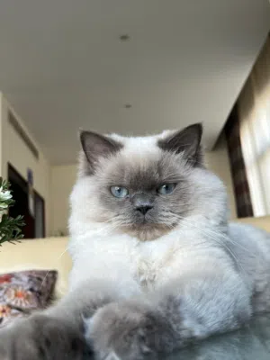 Cat for Adoption
