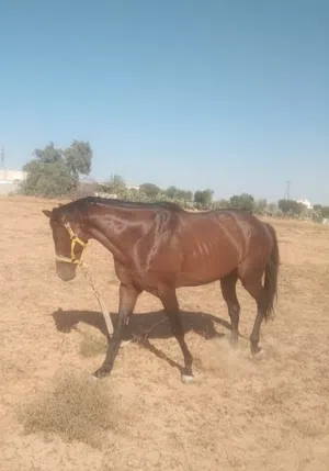 حصان للبيع