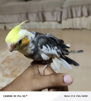 كوكتيل صغار بيهن مشكله في جناحاتهن ما يطيرن عدد 2 السعر الواحد 25