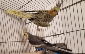 جوز طيور كوكتيل