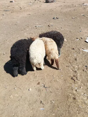 عبر بلدي بصلاة على النبي