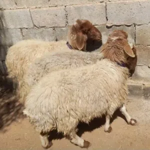 اضحيه عقيقه نذر بلدي سن نظيف الموقع سحاب السعر 175 نهائي يوجد خدمه ذبح